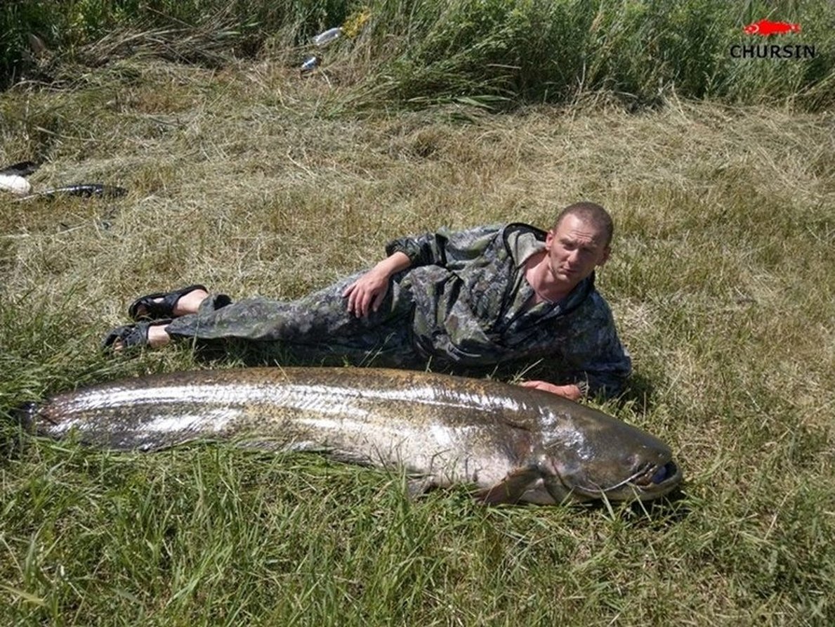 Максим лежит на траве рядом с крупным сомом весом 65 кг.